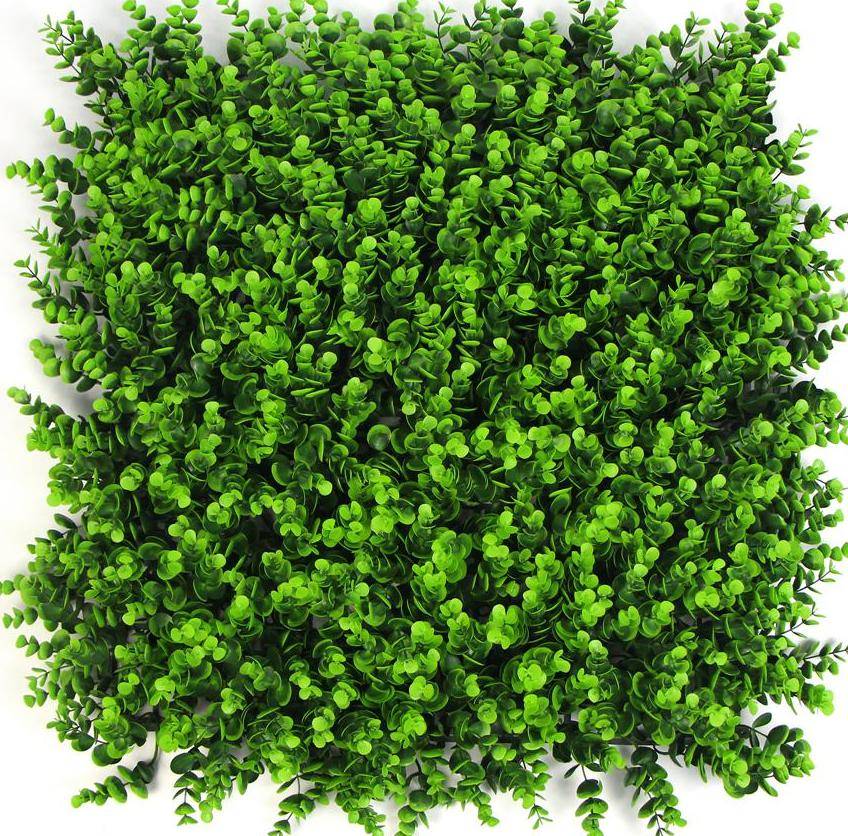 Super Boxwood