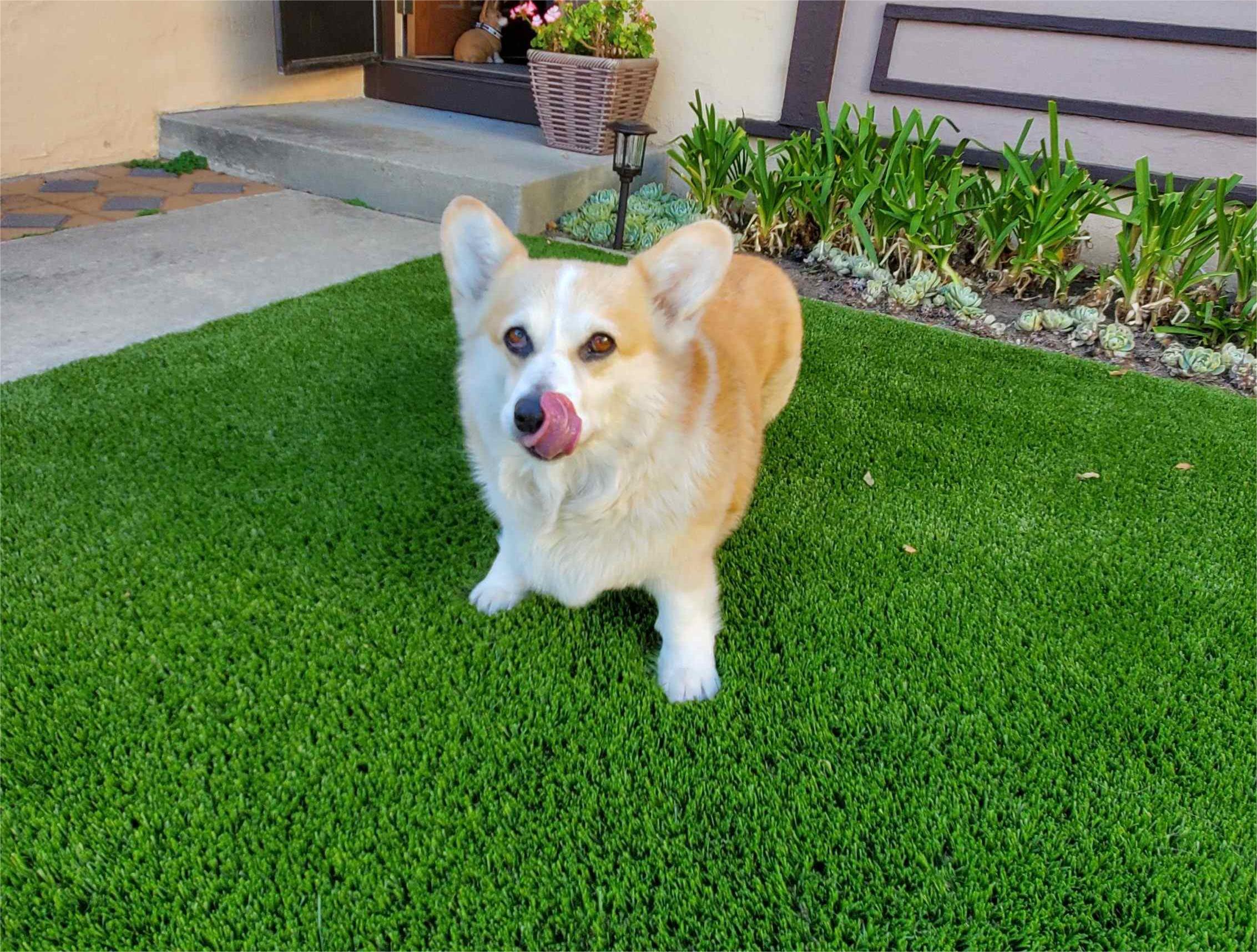 Pet Grass